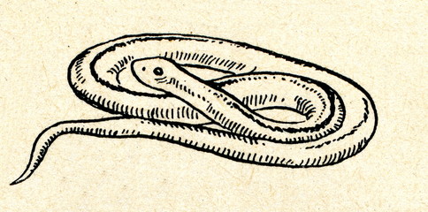 Naklejka premium Slow worm (Anguis fragilis)