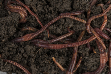 Red worms in compost - Stock image.