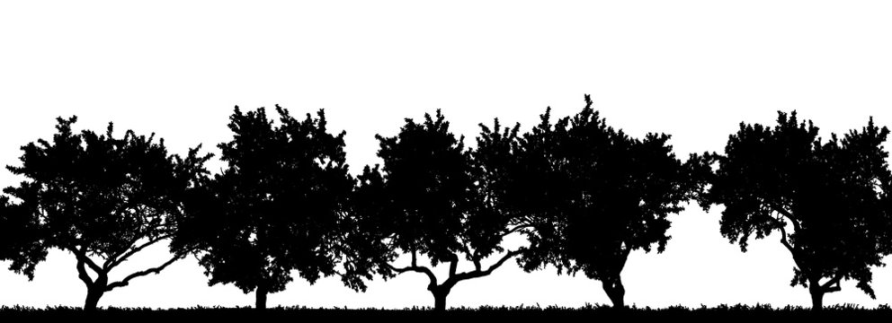 Fotografik einer Obstbaumreihe als Scherenschnitt