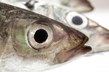 Fish Eye mackerel  ,Close-Up