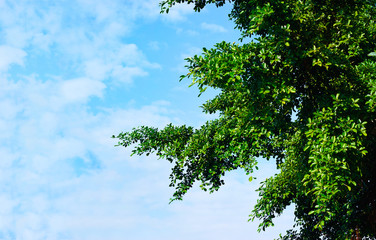 green leaves in sunshine on blue sky background, blank text