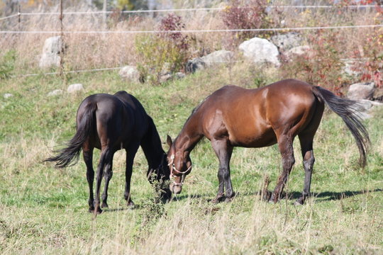Horses grazing on dry grass at the end of summer 