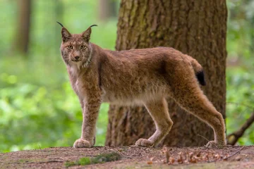 Foto op Plexiglas Op zoek naar Euraziatische Lynx © creativenature.nl