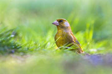 Male Greenfinch in grass