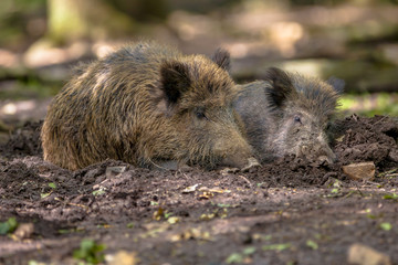 Two Wild Boar
