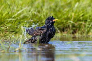 European Starling