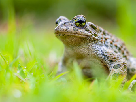 Green toad sitting in Grass