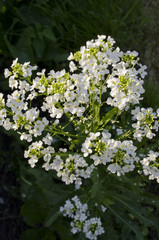 flower plant horseradish