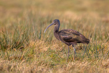 Glossy ibis (Plegadis falcinellus) in a brown grass field