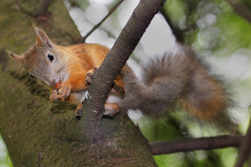 Obraz premium Squirrel on a tree
