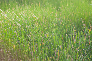 de-focused  nature backround