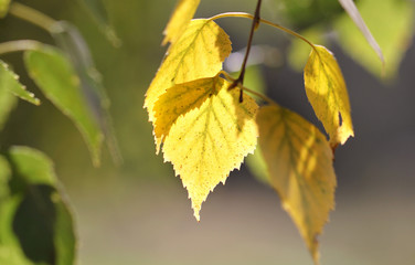 Obraz premium Yellow birch leaves on a green background