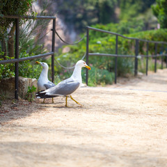 Beautiful Seagull on the sand