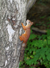 Obraz premium Squirrel sitting in a tree