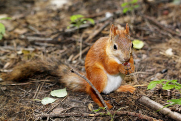 Squirrel sitting on the ground and eats a nut