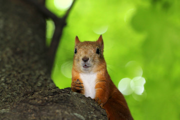 Squirrel nut chewing