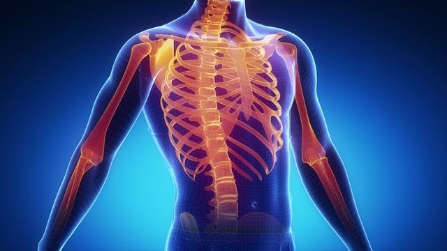 Human skeleton scan
