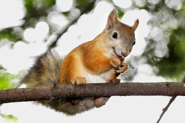 Obraz premium protein smiles