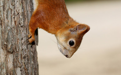 Portrait of proteins