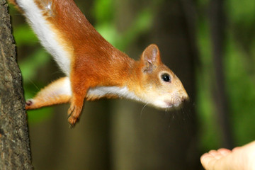 Protein reaches for the hand of a nut