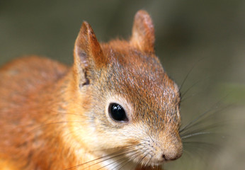 Portrait of proteins