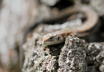 Little brown lizard on a tree