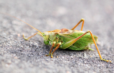 Fototapeta premium Large green grasshopper locust