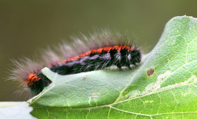 Large black and red caterpillar