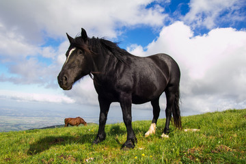 Ritratto di un grande stallone nero
