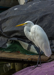 Garça branca grande