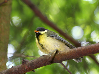 Fledgling birds titmouse