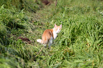Cat standing in green grass