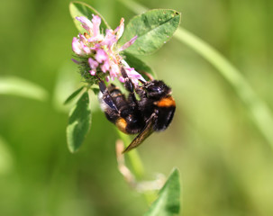 Fototapeta na wymiar Bumblebee drinking nectar from a flower