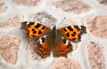 Fototapeta na wymiar Beautiful large butterfly