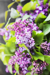 Lilac.Purple Spring Flower