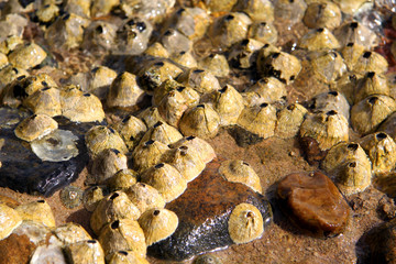 marine organisms