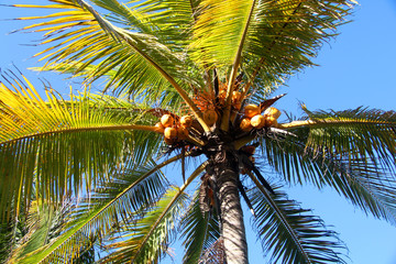 palm with coconuts