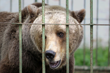 Brown bear in cage