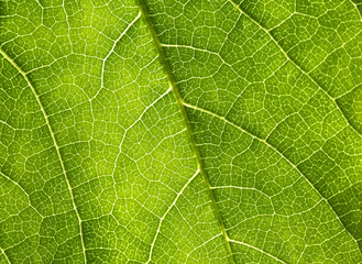 Obraz premium Colorful white and purple orchid brnch