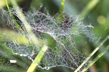 Drops of dew on  spider web in the grass