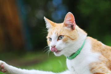 Beautiful white - red cat