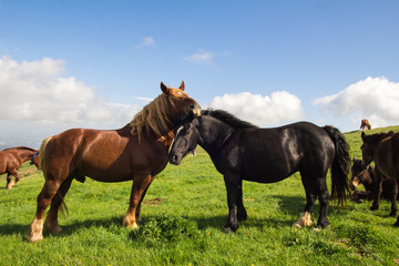Coppia di cavalli innamorati