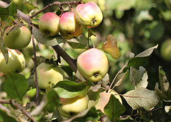 Apples weigh on the tree
