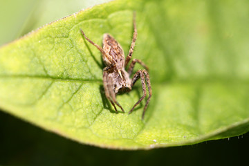 A small brown spider