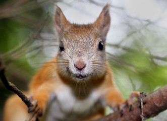 Squirrel portrait with a free space