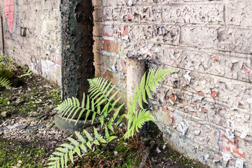 Fabrik Rohr Verfall DDR