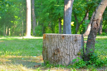 Пень © den45451