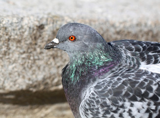 Cesar dove sitting on stairs