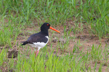 Eurasian oystercatcher in the field