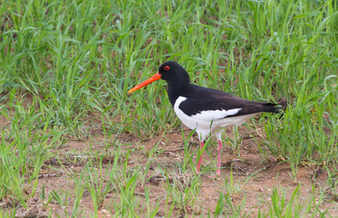 Eurasian oystercatcher in the field